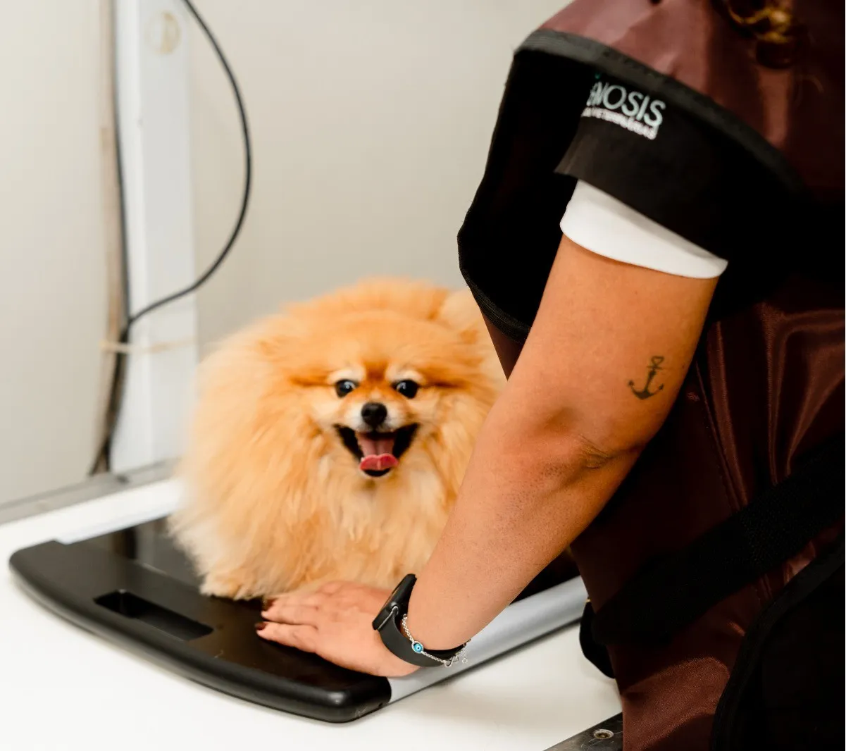 Veterinário cuidando de um pet